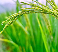 Nutrición y Salud. El arroz, un cereal con muchas posibilidades. El arroz, un cereal con muchas posibilidades