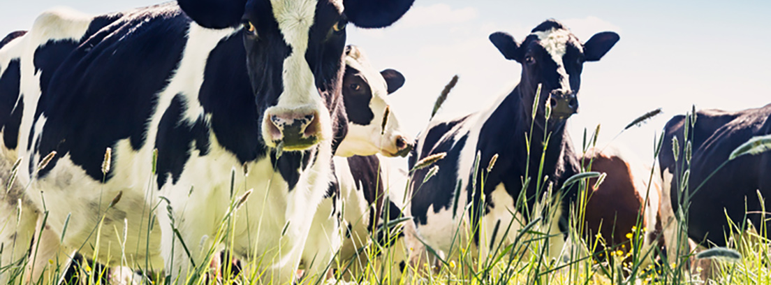 Vacas pastando en el campo