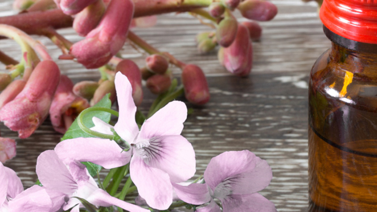 Esencias Flores De Bach Terapias Corporales Canalsalud