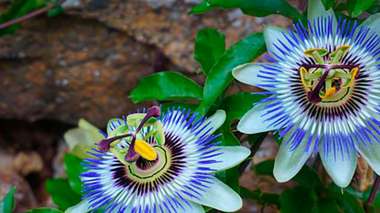 Pasiflora Planta Medicinal Relajante Canalsalud