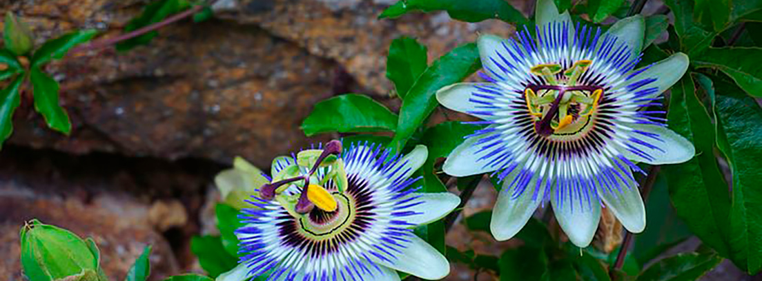pasiflora-naturopatia-3