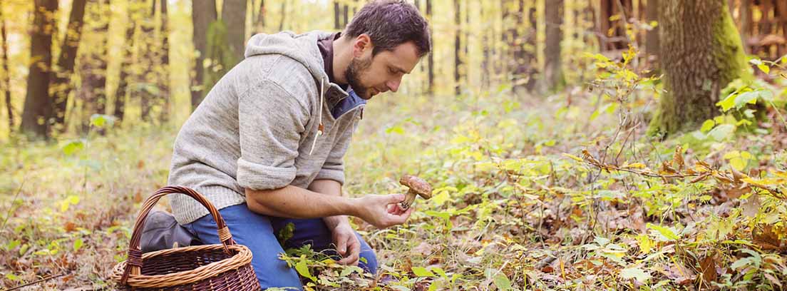 Setas, sabor de otoño: hombre recogiendo setas en el campo