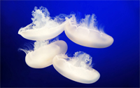 efectos indirectos del verano - picadura de medusas