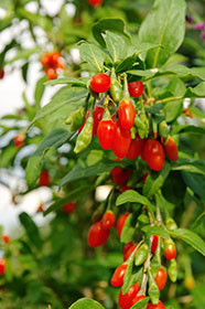 Árbol de Bayas de Goji