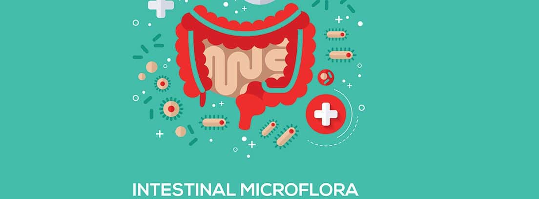 dibujo de la flora intestinal