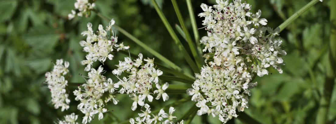 planta angelica menstruacion