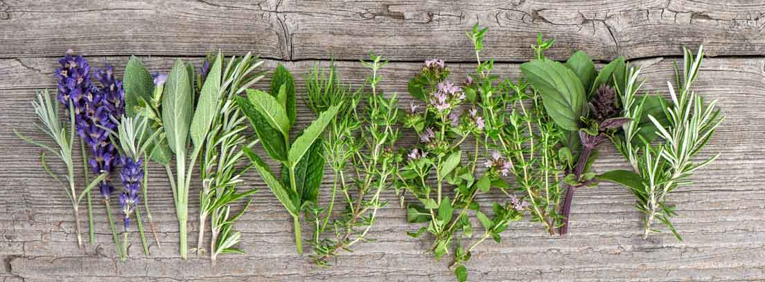 plantas medicinales primavera