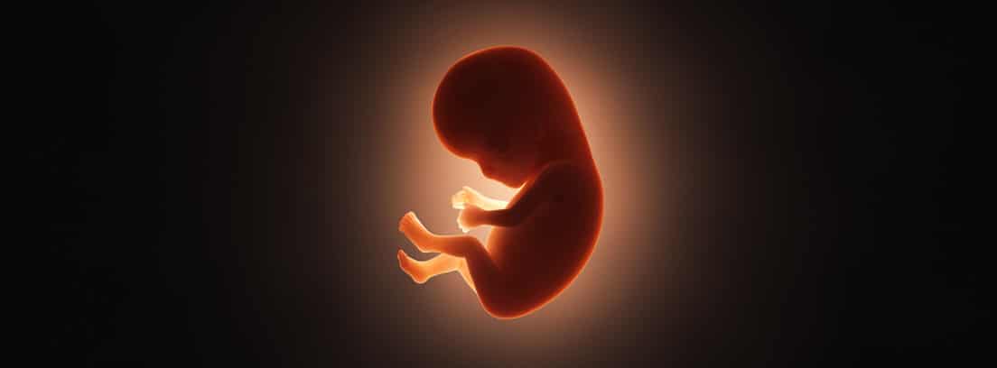 Periodo embrionario, crecimiento y desarrollo -canalSALUD