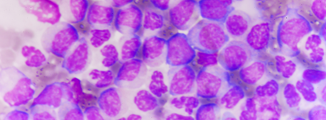 primer plano de células en color púrpura