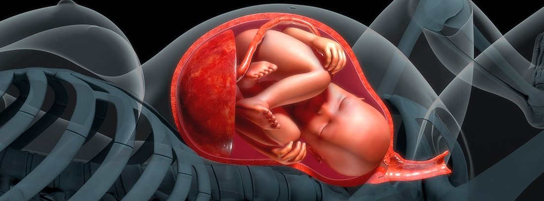feto en el útero con la placenta