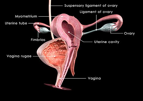 aparato reproductor femenino