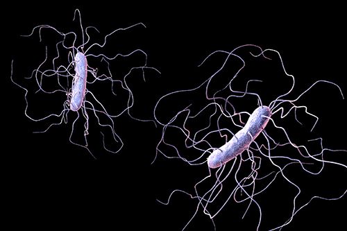 bacterias que producen la gangrena, Clostridium perfringens