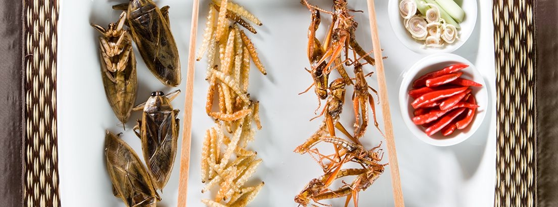 diferentes platos de insectos comestibles