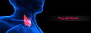 Anatomía de las glándulas del tiroides