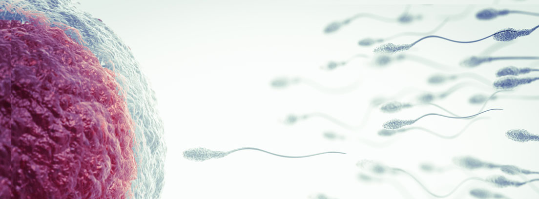 óvulo y espermatozoides