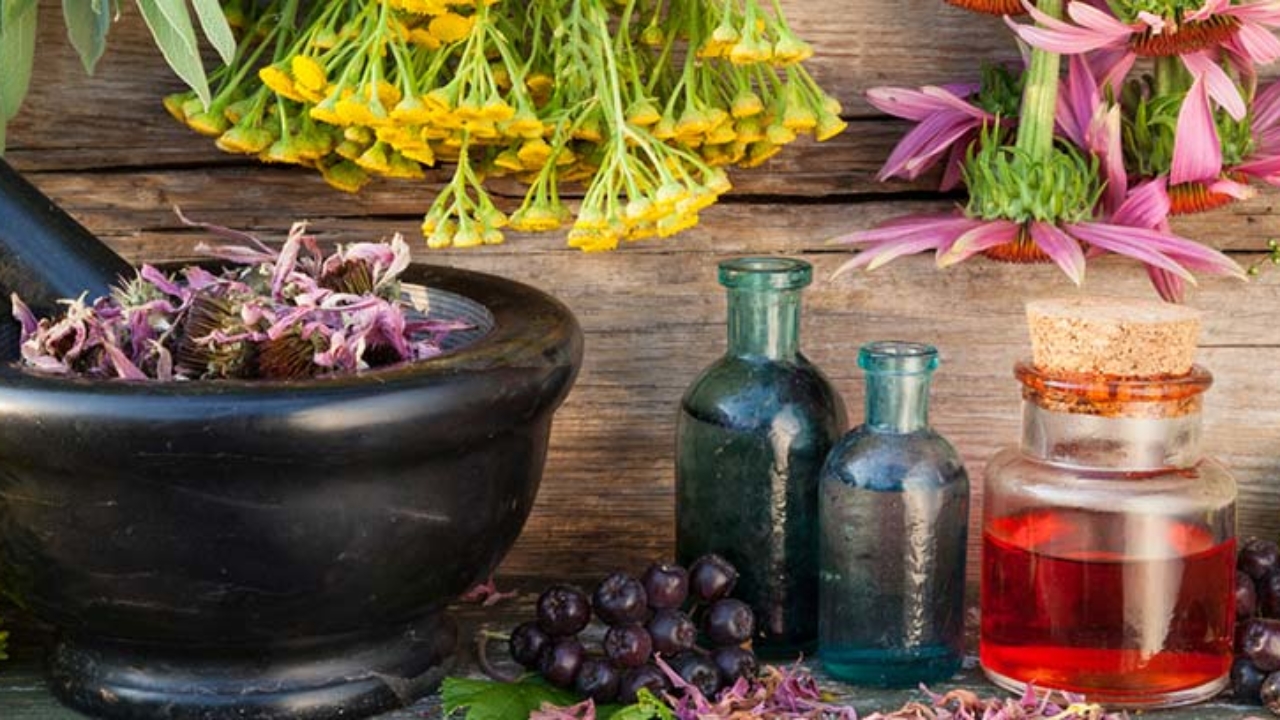 Fitoterapia y el uso de las plantas medicinales –canalSALUD