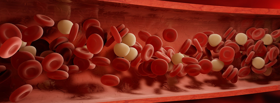 torrente sanguíneo con glóbulos rojos y blancos