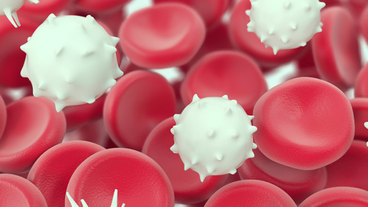valor normal de los globulos blancos en mujeres valor normal de los globulos blancos en mujeres