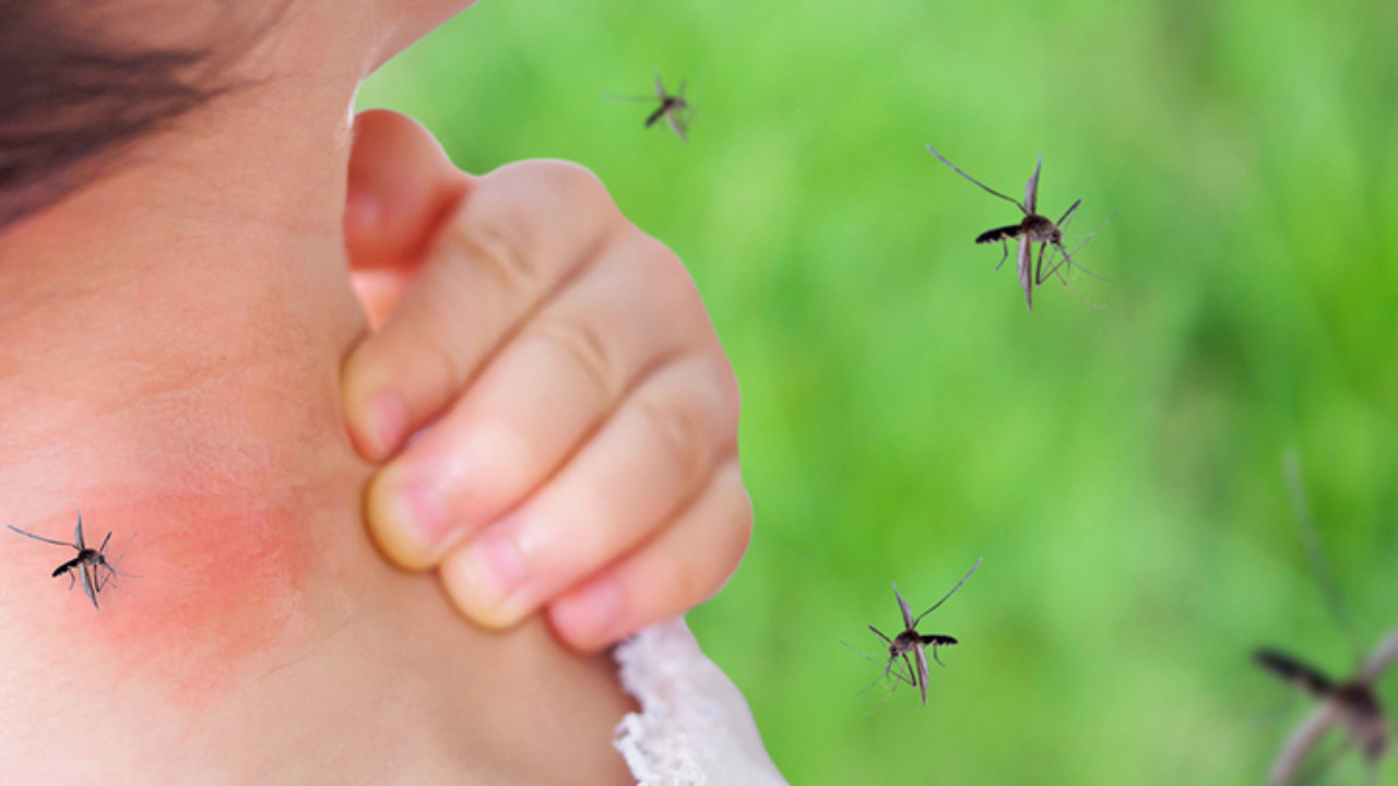 Síntomas del dengue y contagio por mosquitos –canalSALUD