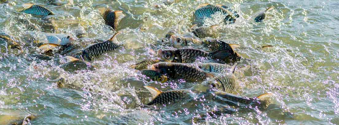 piscifactorias de tilapia