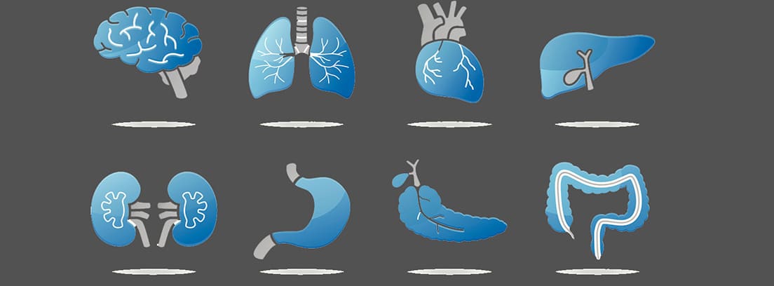 Órganos que no se necesitan para vivir: diferentes órganos del cuerpo humano
