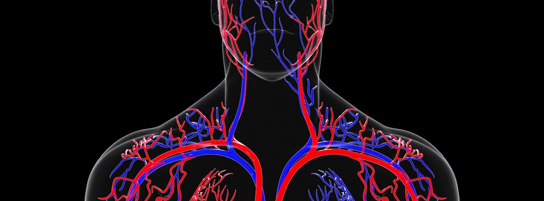 Diferencias entre venas, capilares y arterias: sistema circulatorio