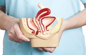 Síndrome de hiperlaxitud vaginal: muestra del aparato reproductor femenino incluido la vagina