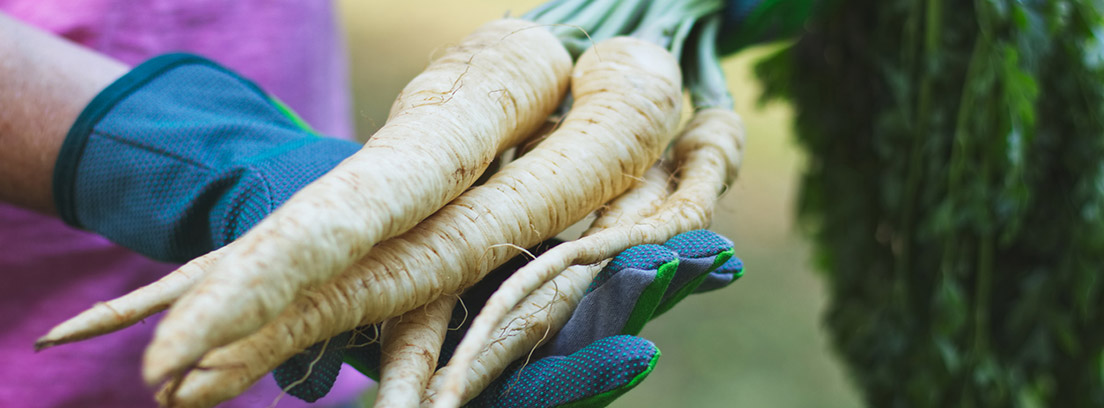 Beneficios de la chirivía: agricultor recogiendo chirivía 