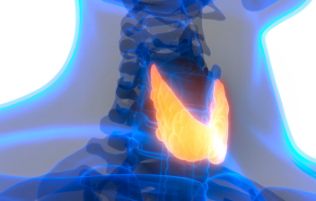 Cáncer de tiroides: tipos, síntomas, tratamiento y pronóstico: imagen de glándula tiroidea