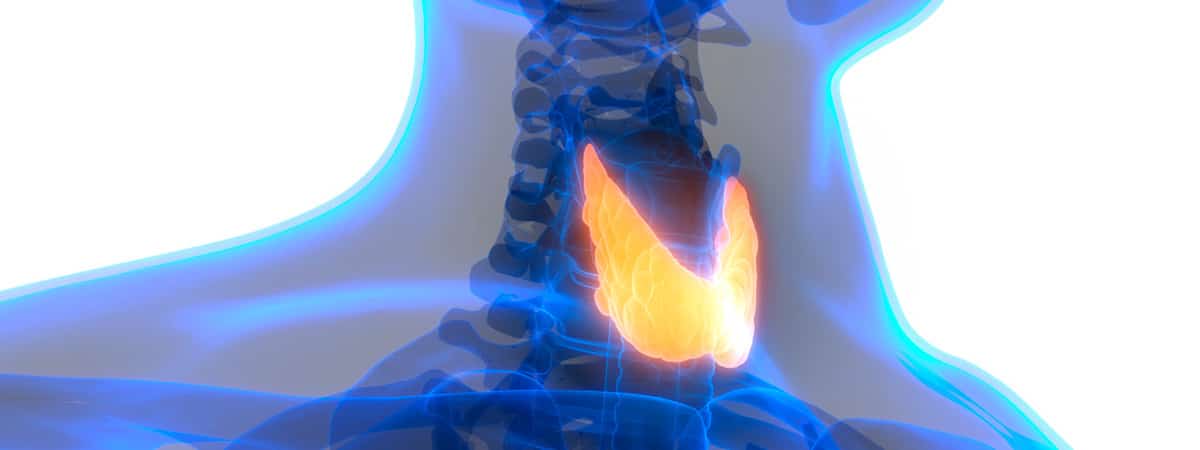 Cáncer de tiroides: tipos, síntomas, tratamiento y pronóstico: imagen de glándula tiroidea