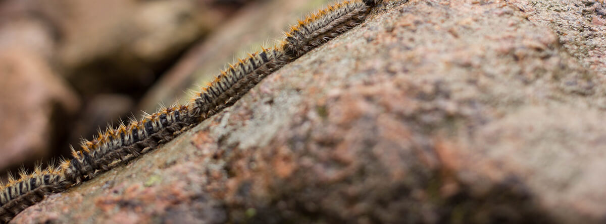 oruga procesionaria