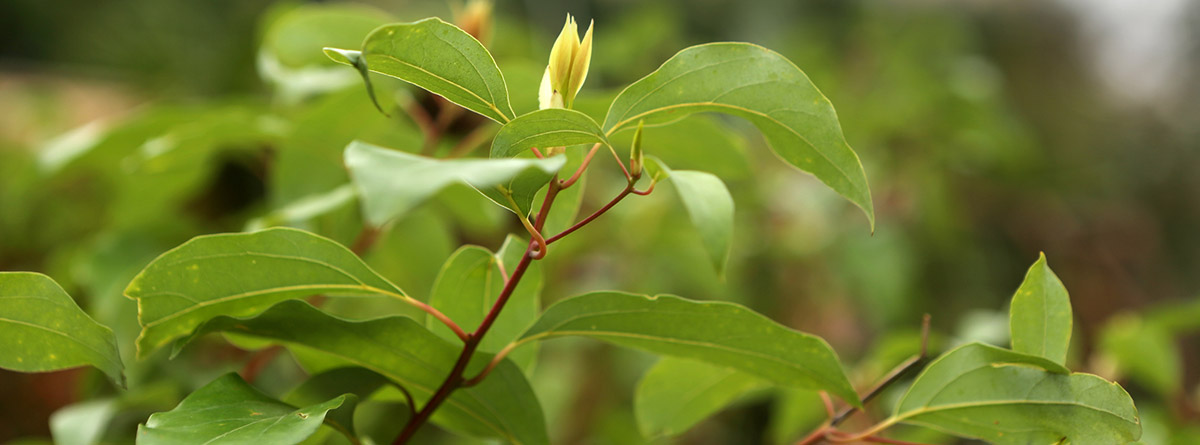 Beneficios del alcanfor: plata de alcanforera