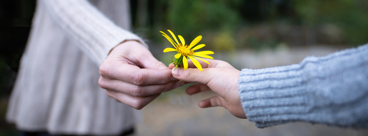 La gratitud: manos dándose una margarita amarilla