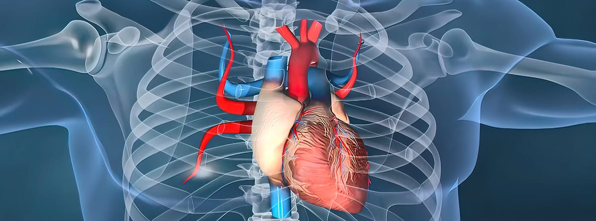 ¿Qué es el cierre de orejuela y cómo se hace?: corazón humano