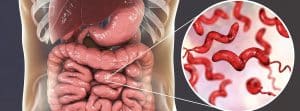 Parásitos intestinales, lombrices: intestinos de humano y representación en un círculo de parásitos