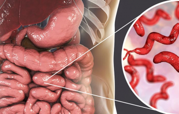 Parásitos intestinales, lombrices: intestinos de humano y representación en un círculo de parásitos