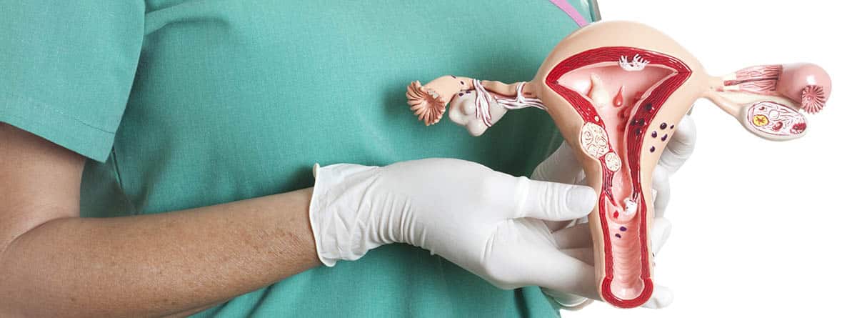 Vascularización del aparato reproductor femenino: doctora con una maqueta del aparato reproductor