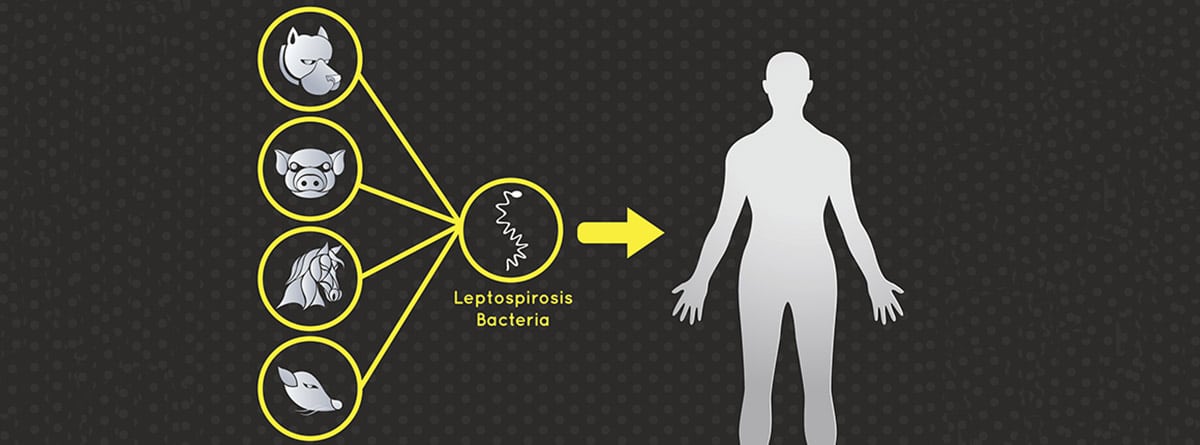 Zoonosis: concepto de infección transmitida por animales