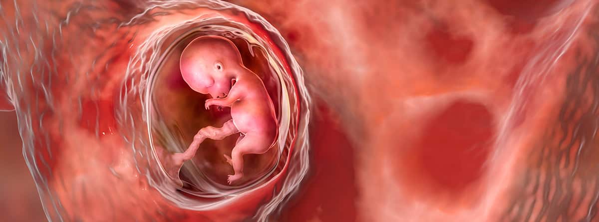 Placenta percreta; feto humano en el útero y placenta