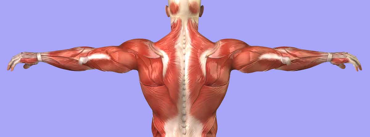 Cuidar los músculos de la espalda