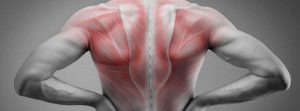 Músculos de la espalda: espalda de hombre con visibilidad de los músculos