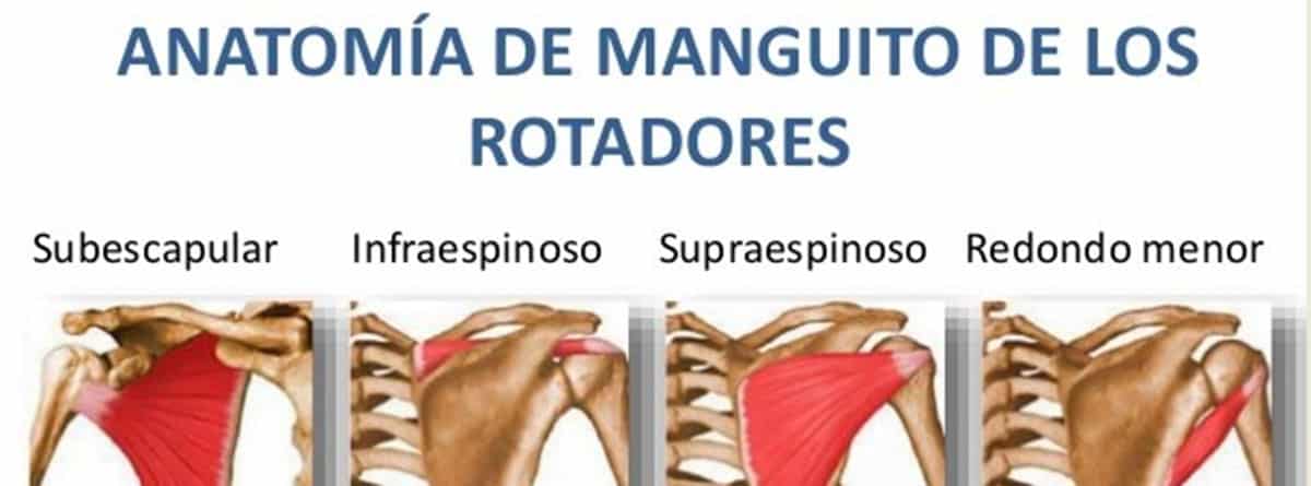 Lesiones del manguito rotador: imagen de la anatomía de los rotadores