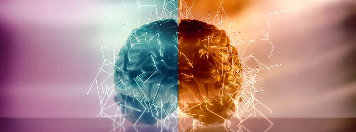 Neuromitos: cerebro partido en dos colores