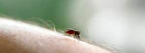 Mosquito apoyado en un brazo