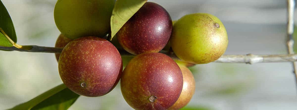 Camu-Camu, la futa con más vitaminac : camu-camu