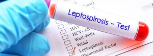 Leptospirosis: cómo se transmite, síntomas y más: Tubo de muestra de sangre con formulario de solicitud de laboratorio para la prueba de leptospirosis