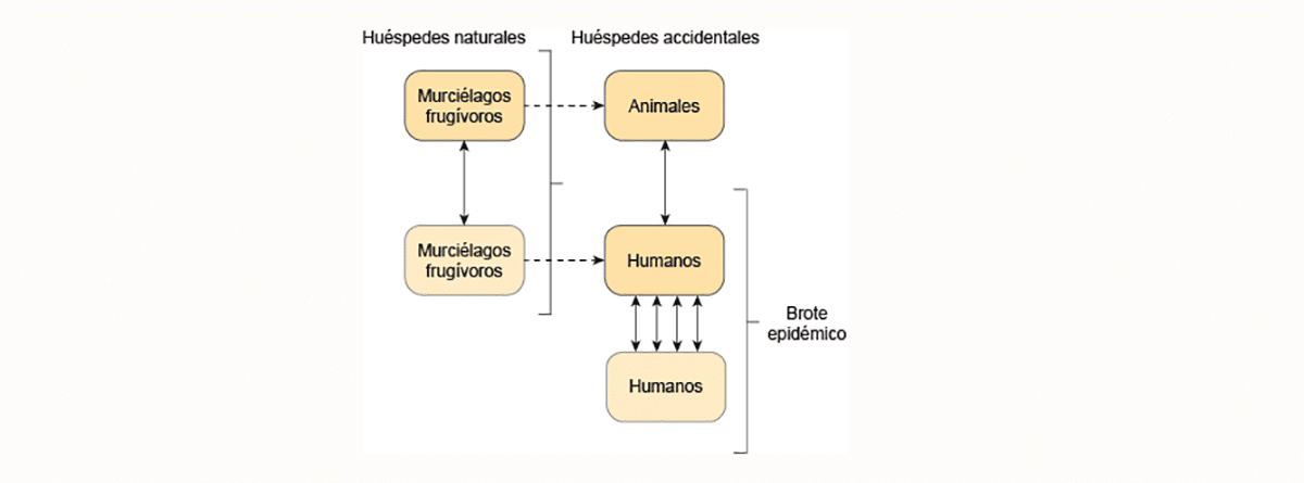 Virus marburgo: esquema de transmisión 