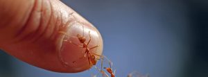 Picaduras de hormigas rojas, Cómo actuar: hormiga roja subiendo por el dedo gordo de un hombre