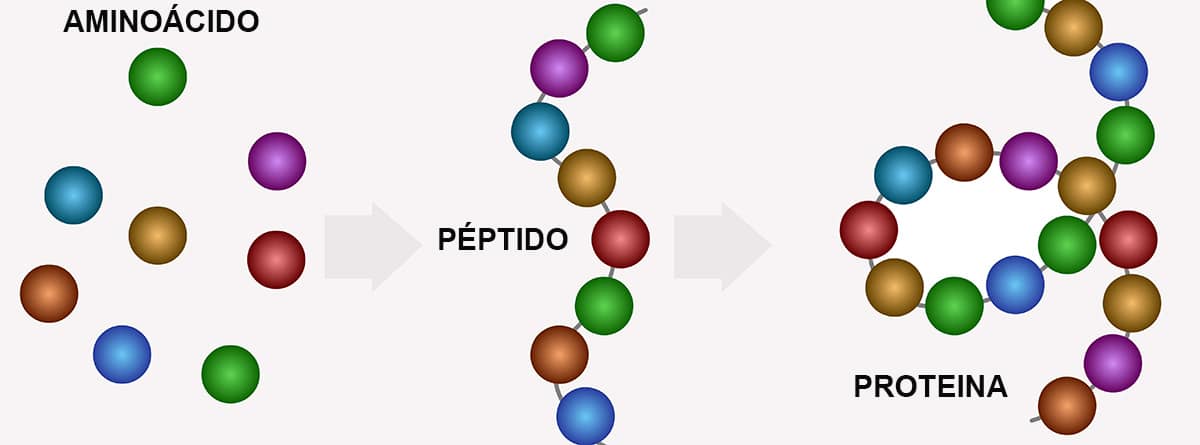 Estructura proteica, aminoácidos, cadena peptídica, polipéptido. 