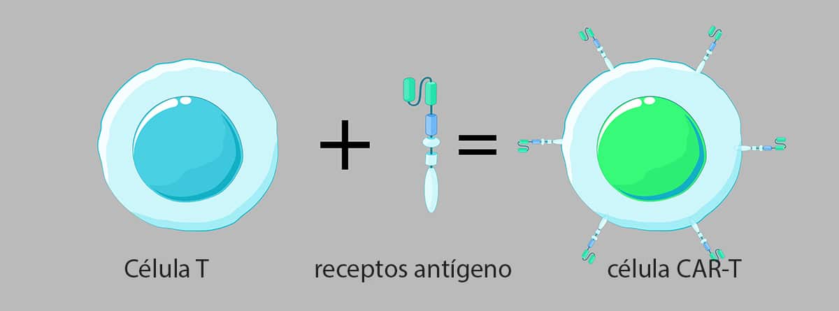 ILUSTRACIÓN DE Células T y receptor de antígeno quimérico (CAR)